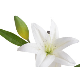 Lilia x2 90cm - sztuczna roślina