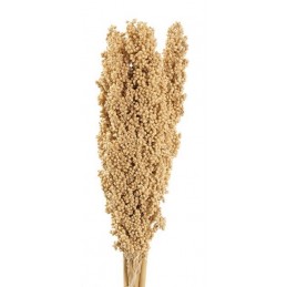 Indian corn nat. 5szt-pacz -susz..75cm