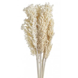 Indian corn wybielany 5szt-pacz -susz..75cm