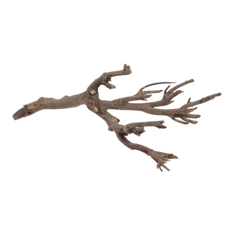 Curry Bush naturalny..45cm