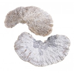 Sponge Mushroom White Wash 200g-pacz..12-15cm