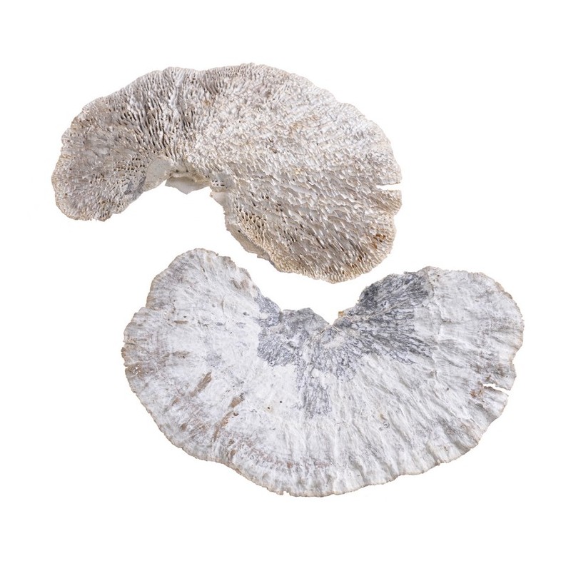 Sponge Mushroom White Wash 200g-pacz..12-15cm