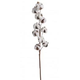 Gałązka z bawełną x10..70cm - susz dekoracyjny
