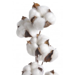 Gałązka z bawełną x10..70cm - susz dekoracyjny