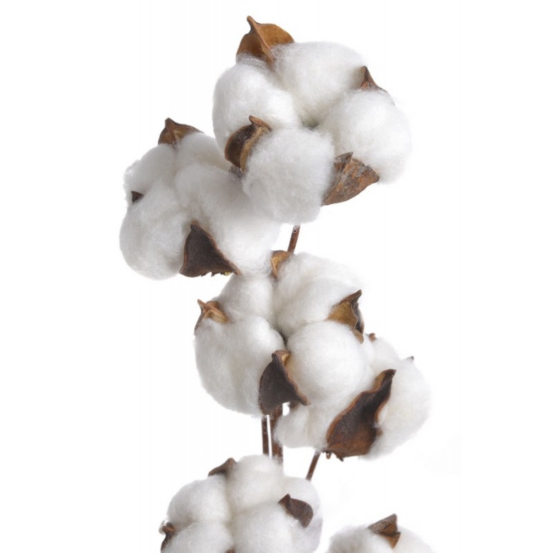 Gałązka z bawełną x10..70cm - susz dekoracyjny