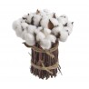 Gałązka z bawełną x10..70cm - susz dekoracyjny