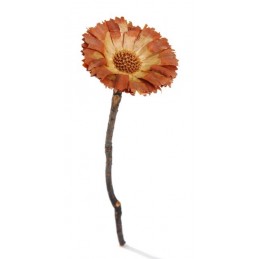 Repens 6-7cm rosette jasna - susz dekoracyjny