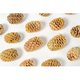 Sabulosum główki jasna...L3,5-5cm...18kg (+-150-kg)_cream