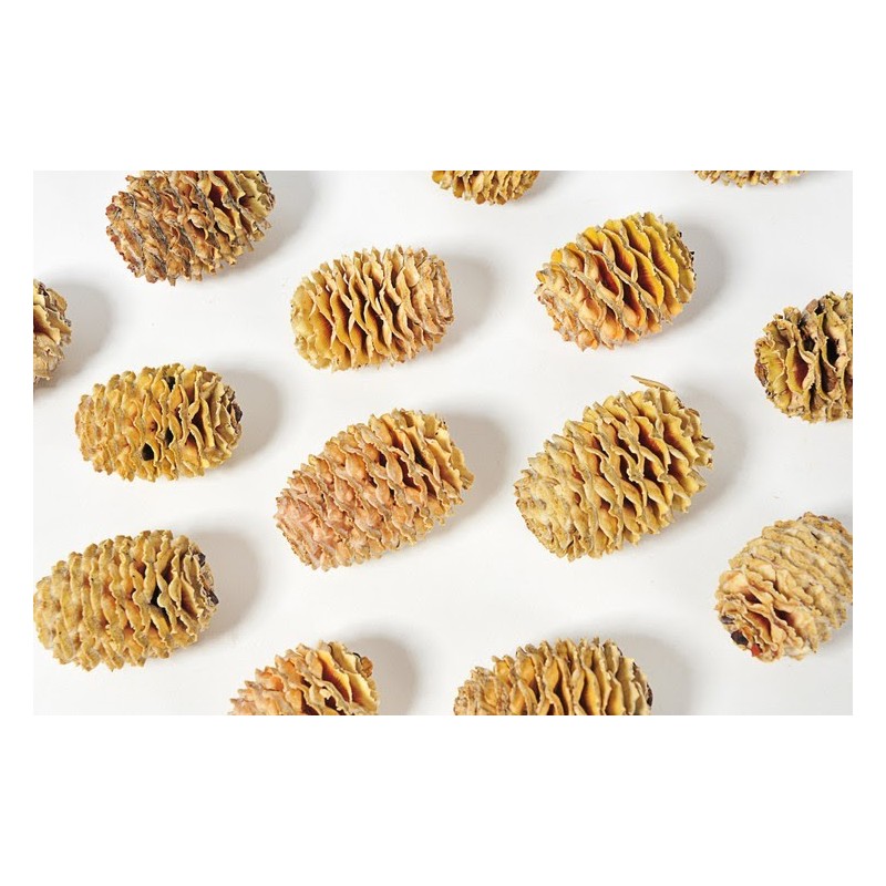 Sabulosum główki jasna...L3,5-5cm...18kg (+-150-kg)_cream