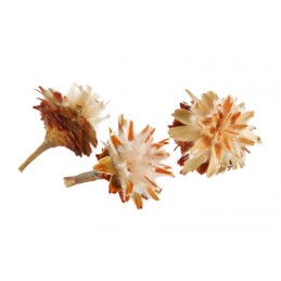 Plumosum główka+ogonek jasna..3 - 6 cm - susz dekoracyjny