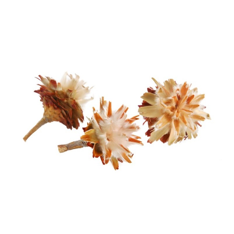 Plumosum główka+ogonek jasna..3 - 6 cm - susz dekoracyjny