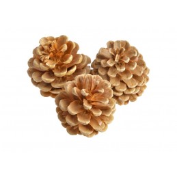 Szyszka pinus niger wyb. pacz 0,5kg - czarna sosna wybielana