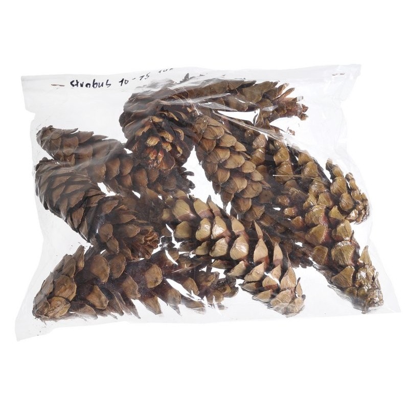 Szyszka strobus 10-15cm lak. 10szt/paczka