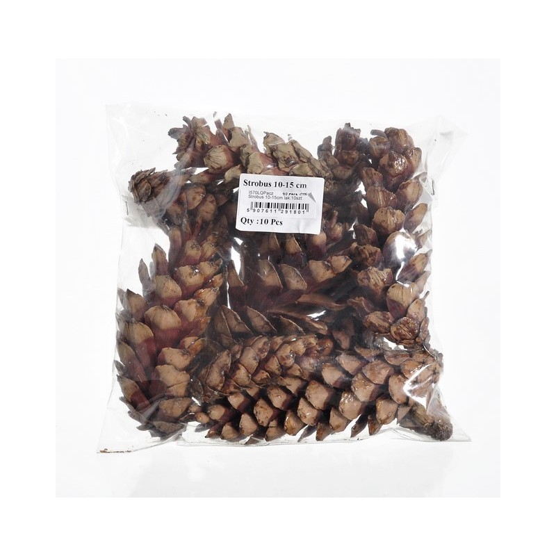 Szyszka strobus 10-15cm lak. 10szt/paczka