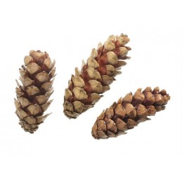 Szyszka strobus 10-15cm lak. 10szt/paczka