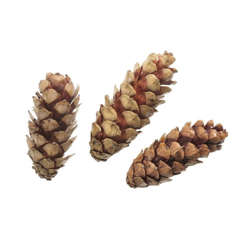 Szyszka strobus 10-15cm lak. 10szt/paczka