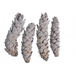 Szyszka strobus medium flocking -paczka 4szt..15-20cm