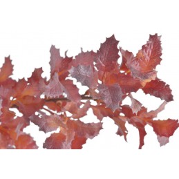 Ostrokrzew gałązka..69cm