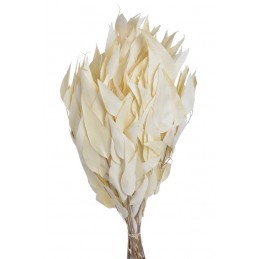 Eukaliptus willow wyb.-paczka/150g...60cm