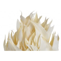 Eukaliptus willow wyb.-paczka/150g...60cm