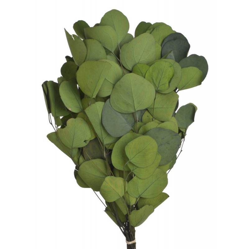 Eukaliptus populus zielony (150gr-pacz) -susz..45cm