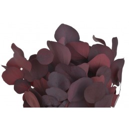 Eukaliptus populus czerwony (150gr-pacz) -susz..45cm