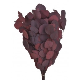 Eukaliptus populus czerwony (150gr-pacz) -susz..45cm