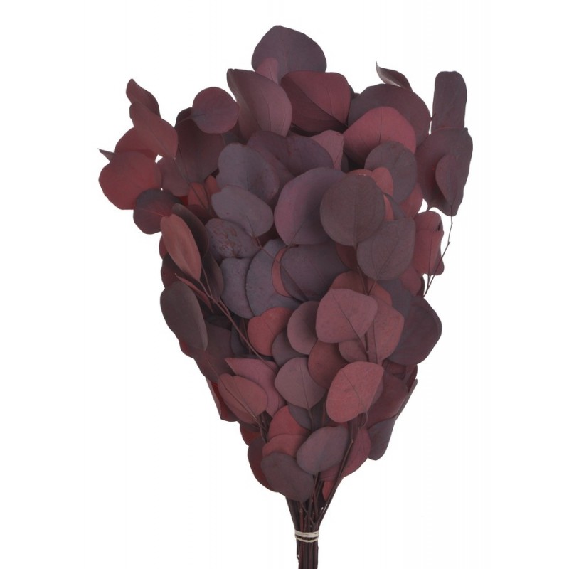 Eukaliptus populus czerwony (150gr-pacz) -susz..45cm