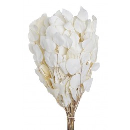 Eukaliptus populus wybielany (150gr-pacz) -susz..45cm