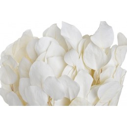 Eukaliptus populus wybielany (150gr-pacz) -susz..45cm