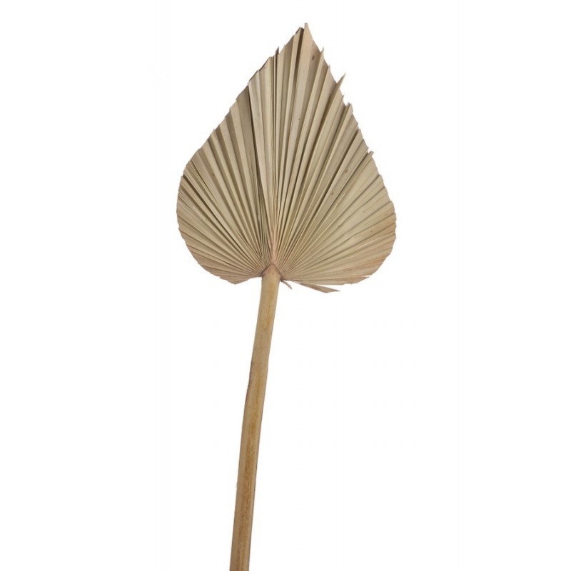 Palm king spear NAT-susz..120cm / liść palmy