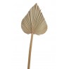 Palm king spear NAT-susz..120cm / liść palmy
