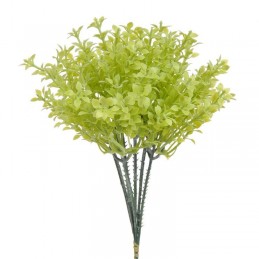 Drobnolistny pik 6szt..22cm