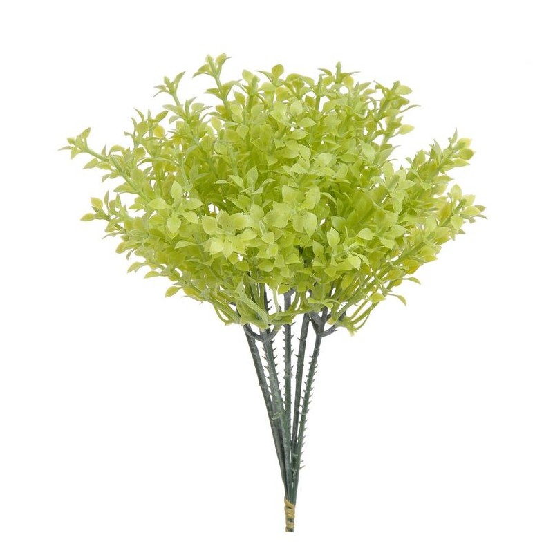 Drobnolistny pik 6szt..22cm