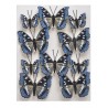 Motylki na klipie 10szt/kpl..4,5-7,5cm