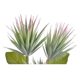 Mini agawa x3 na gałązce ..42cm