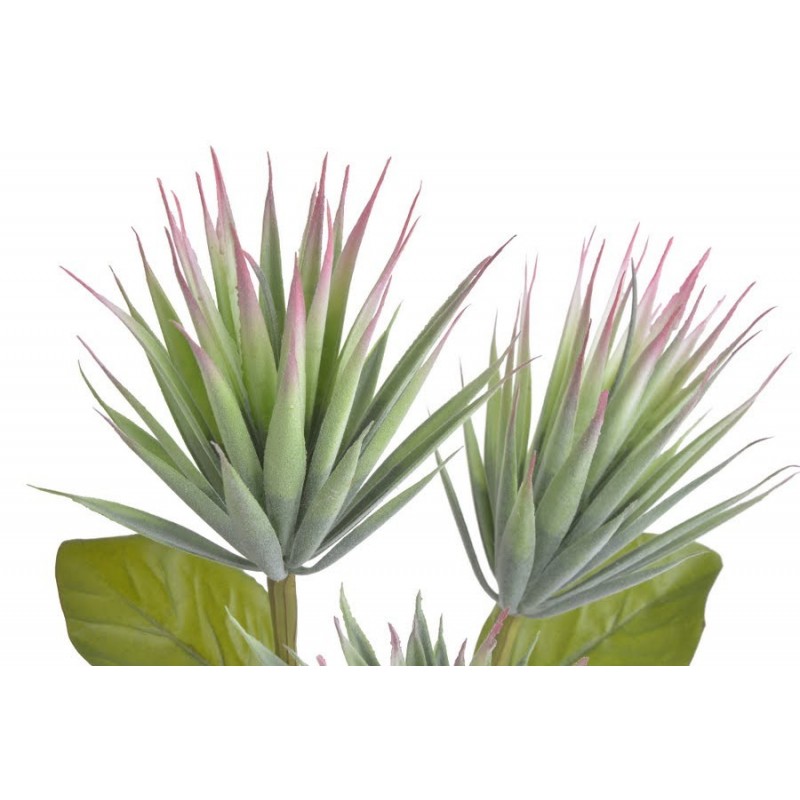 Mini agawa x3 na gałązce ..42cm