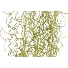 Tilancja zwisająca 87cm  -sztuczna roślina