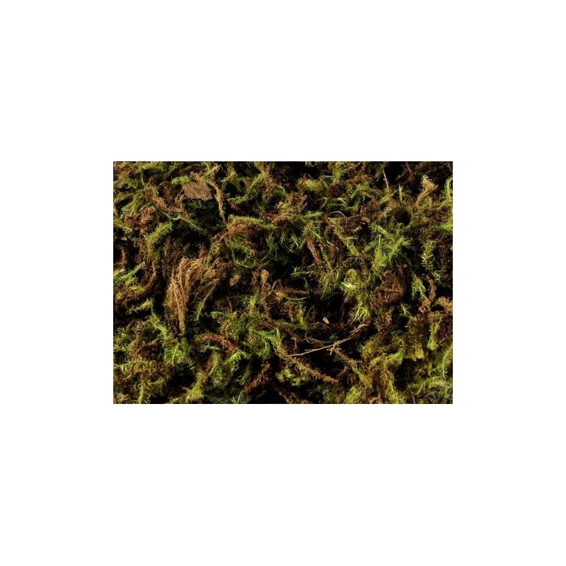 Mech zielony - green moss 7 kg - BRAZYLIA