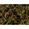 Mech zielony (Green Moss) - paczka 100g