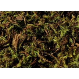 Mech zielony - green moss 1 kg - BRAZYLIA
