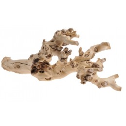 Korzeń morwy W, 60cm NATURALNY