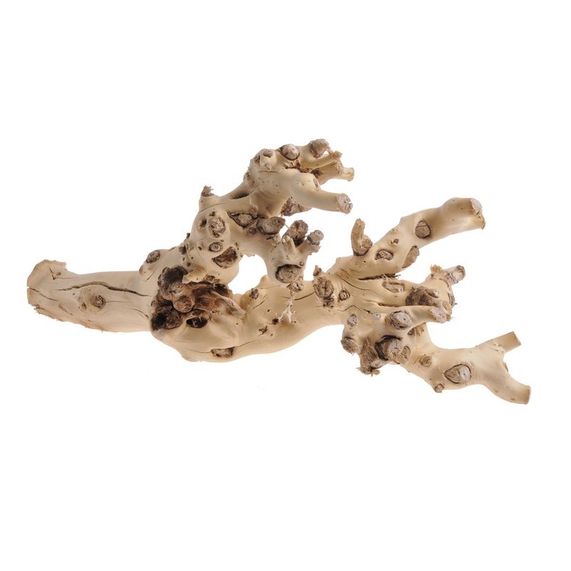 Korzeń morwy W, 60cm NATURALNY