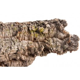 Korek w płatach virgin raw cork..20-100cmL