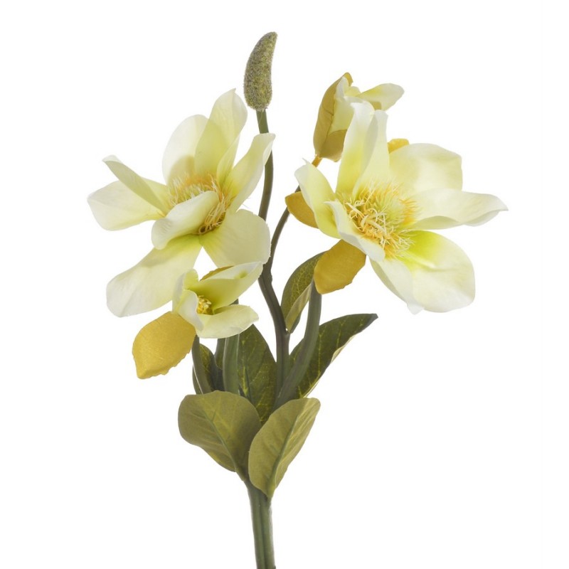 Magnolia x4 gałązka 31cm