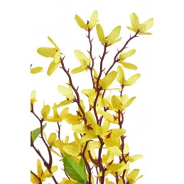 Forsycja x7..36cm / złoty deszcz