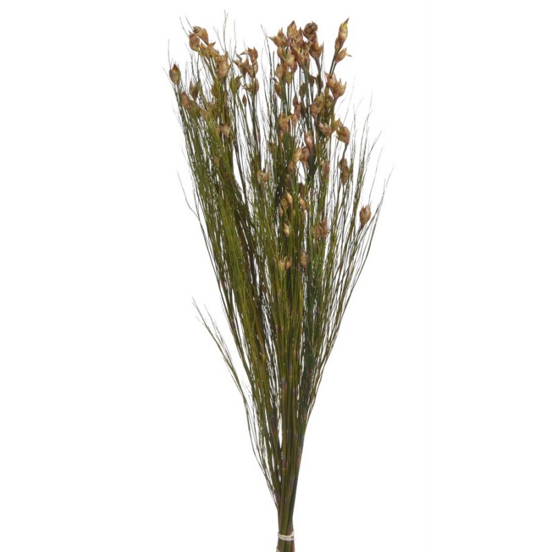 Preserved bell reed branch GR (150g-pacz) -susz..75cm