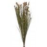 Preserved bell reed branch GR (150g-pacz) -susz..75cm