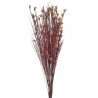 Preserved bell reed branch GR (150g-pacz) -susz..75cm