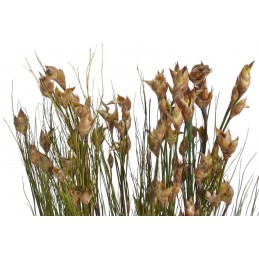 Preserved bell reed branch GR (150g-pacz) -susz..75cm